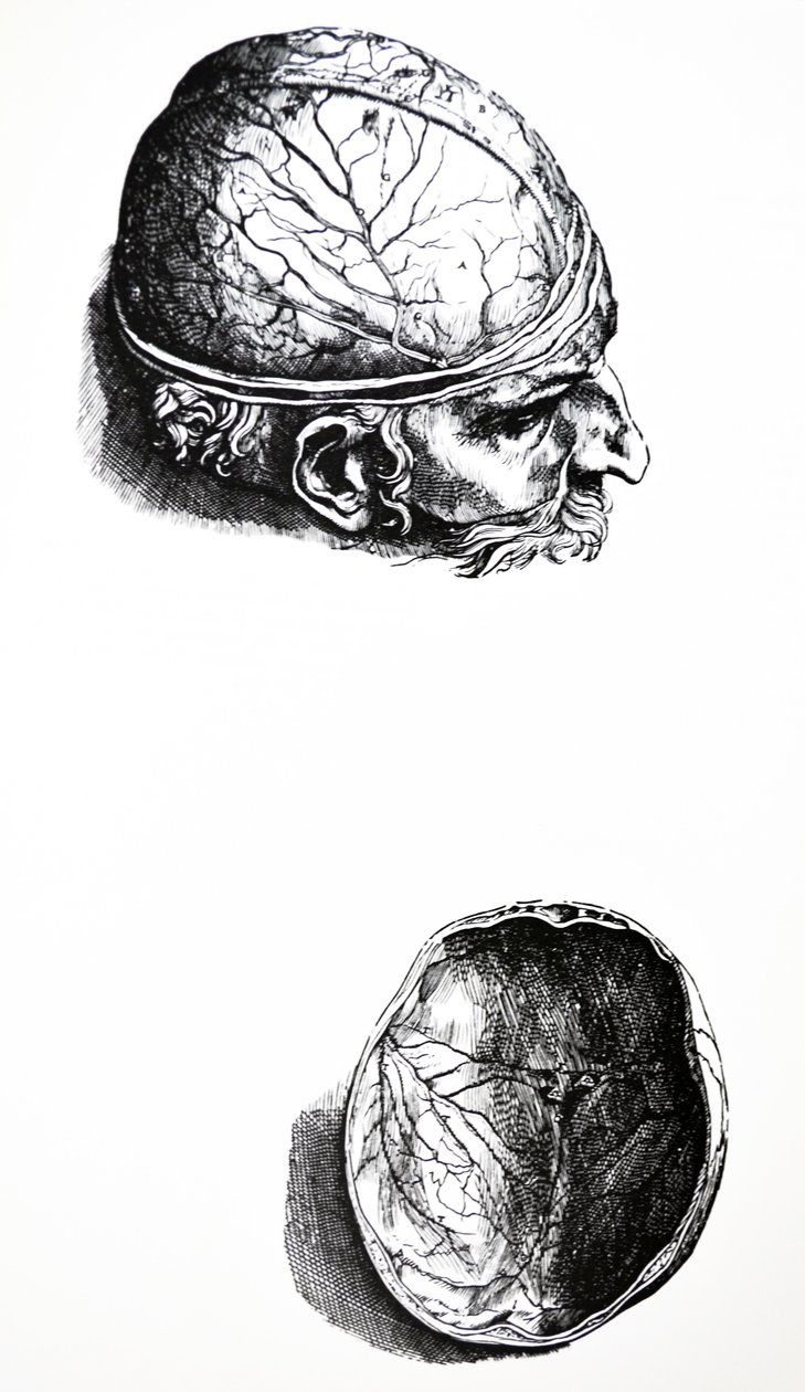 Le tavole del settimo libro del De Humani Corporis Fabrica da Andreas Vesalius