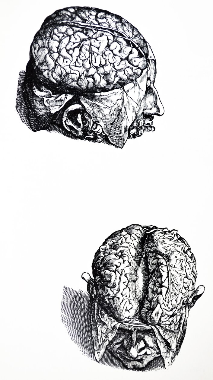 Le tavole del settimo libro del De Humani Corporis Fabrica da Andreas Vesalius
