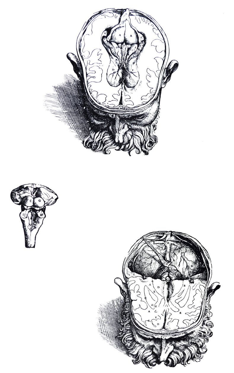 Le tavole dal settimo libro del De Humani Corporis Fabrica da Andreas Vesalius