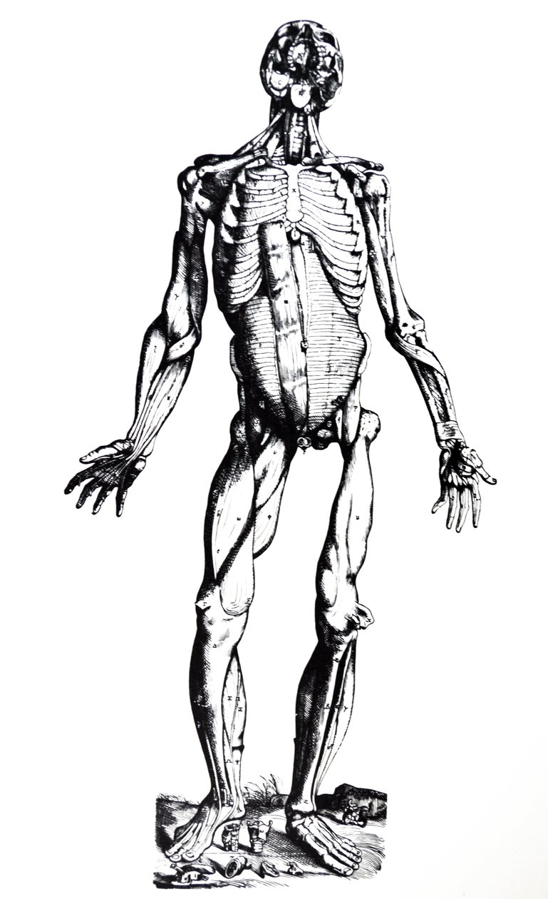 Le tavole del settimo libro del De Humani Corporis Fabrica da Andreas Vesalius