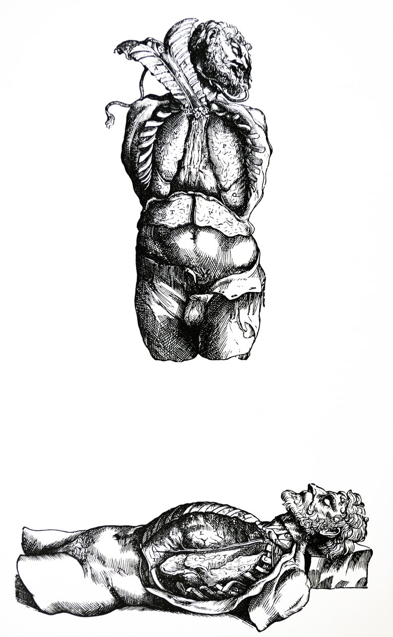 Le tavole del sesto libro del De Humani Corporis Fabrica da Andreas Vesalius