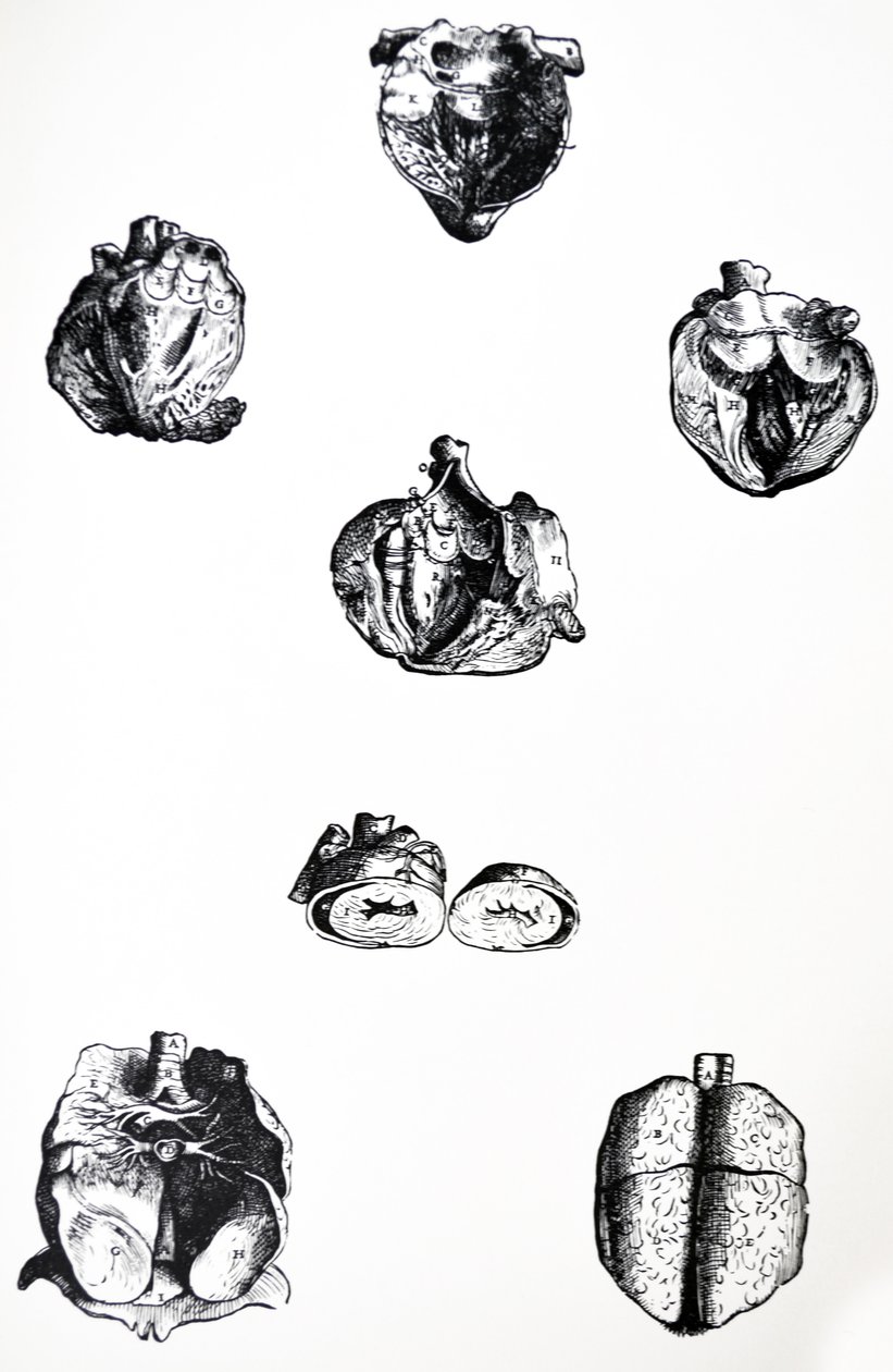 Le tavole dal sesto libro del De Humani Corporis Fabrica da Andreas Vesalius