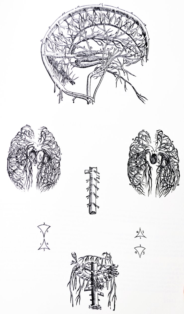 Le tavole dal Terzo Libro del De Humani Corporis Fabrica da Andreas Vesalius