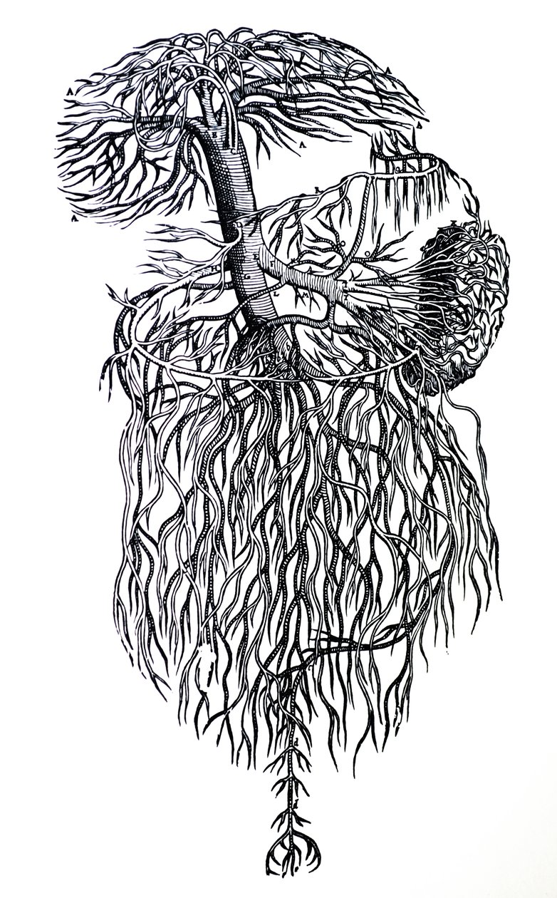 Le tavole del terzo libro del De Humani Corporis Fabrica da Andreas Vesalius