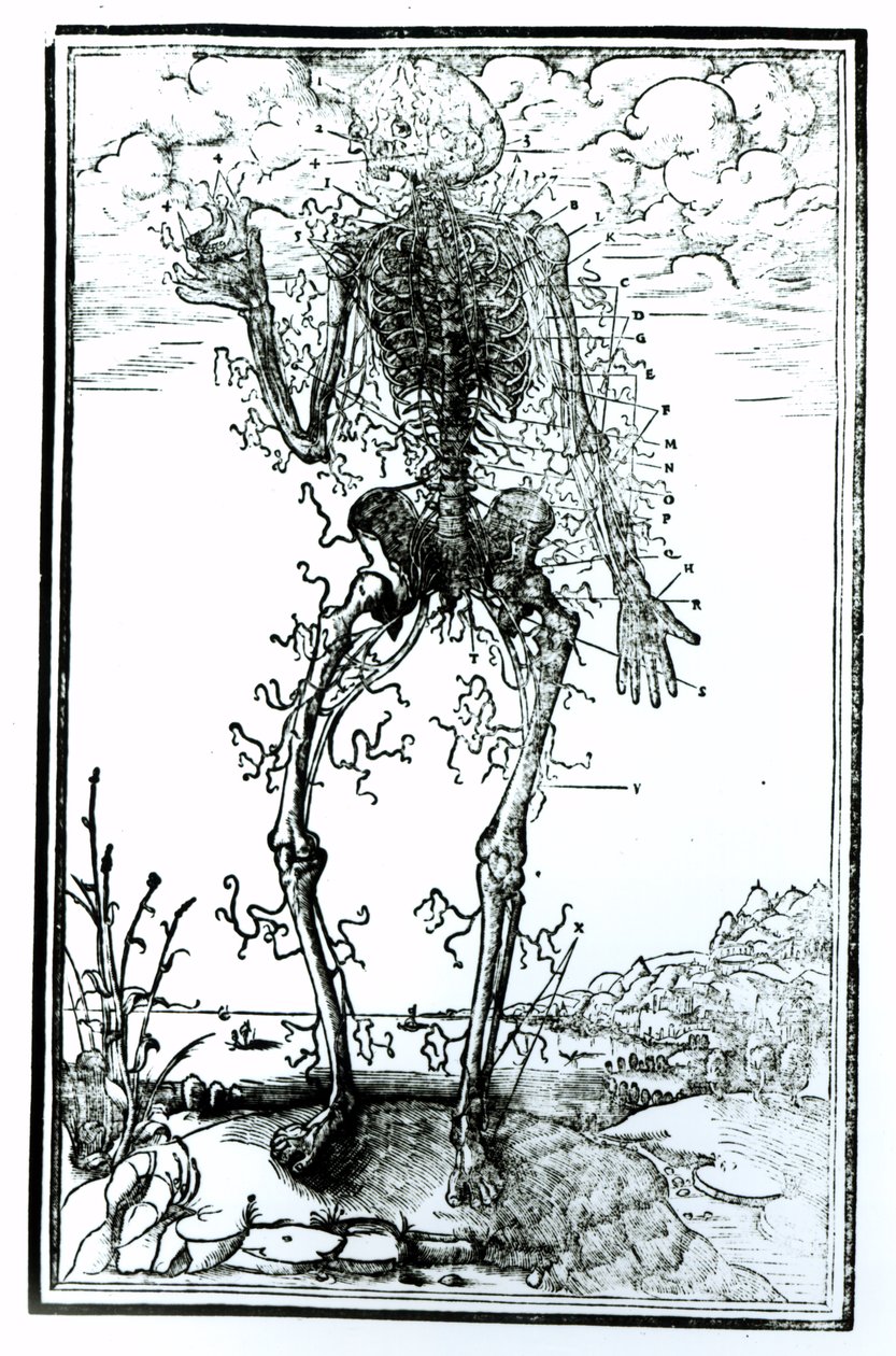 Sistema vascolare del corpo da Andreas Vesalius