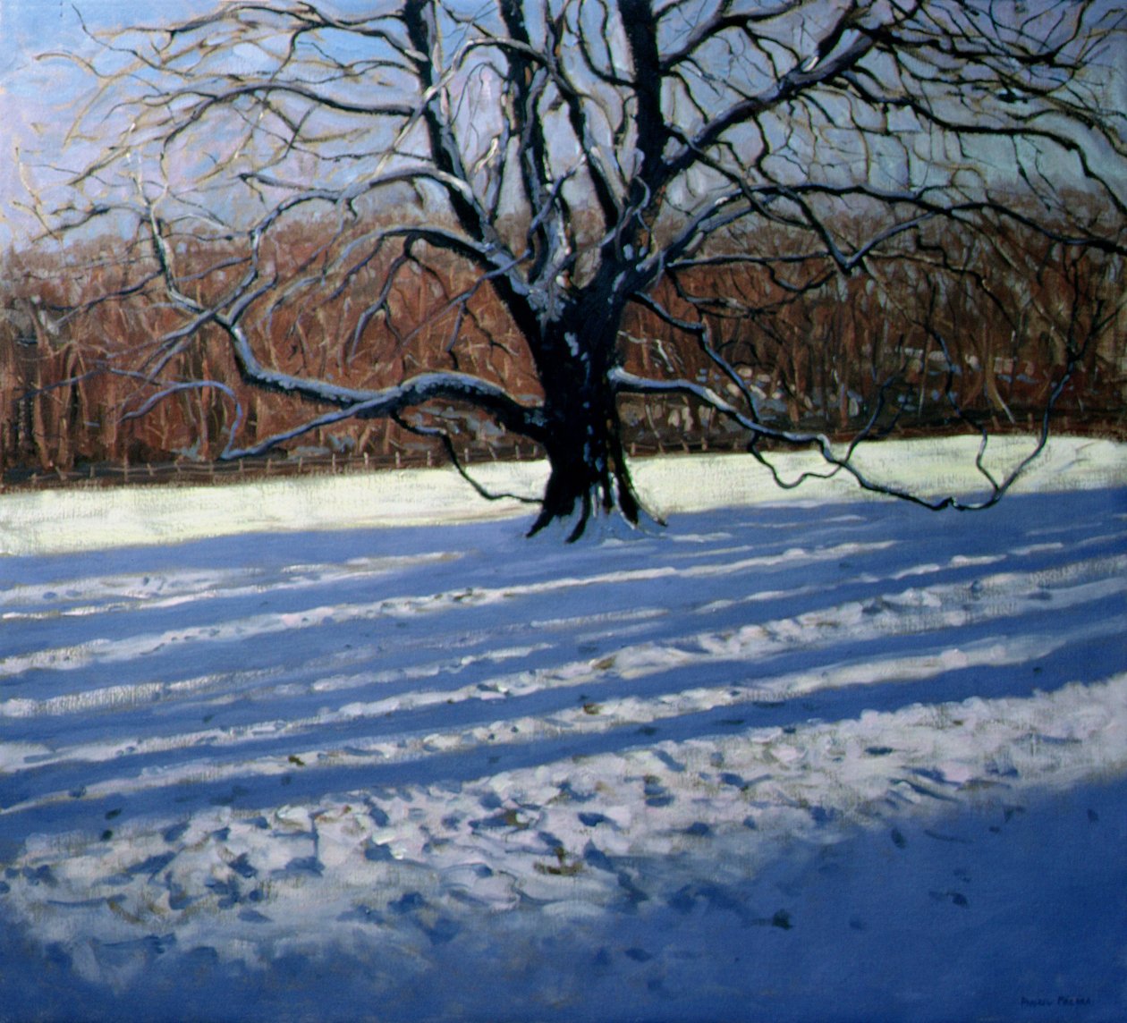 Grande albero, neve, Calke Abbey da Andrew Macara