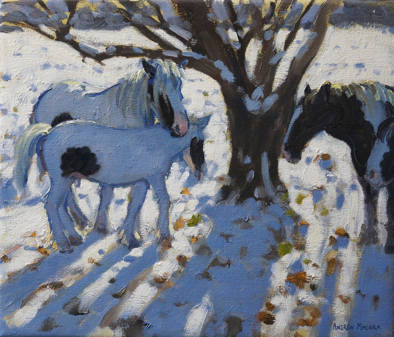 Pony pezzati in inverno, 2012 da Andrew Macara