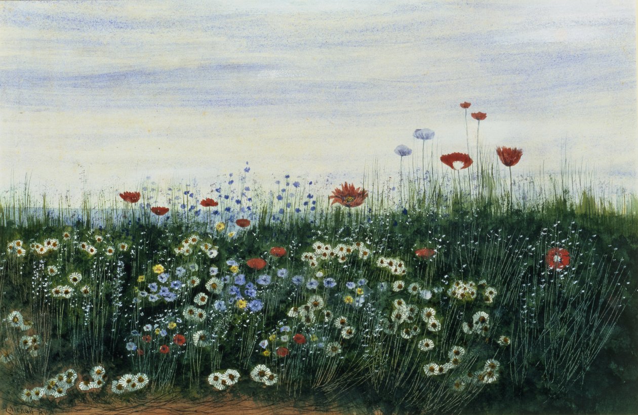 Papaveri, Margherite e altri Fiori vicino al Mare da Andrew Nicholl