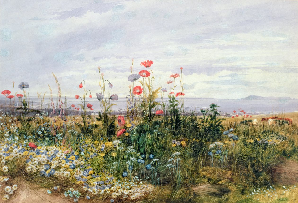 Fiori selvatici con vista su Dublino Dunleary da Andrew Nicholl