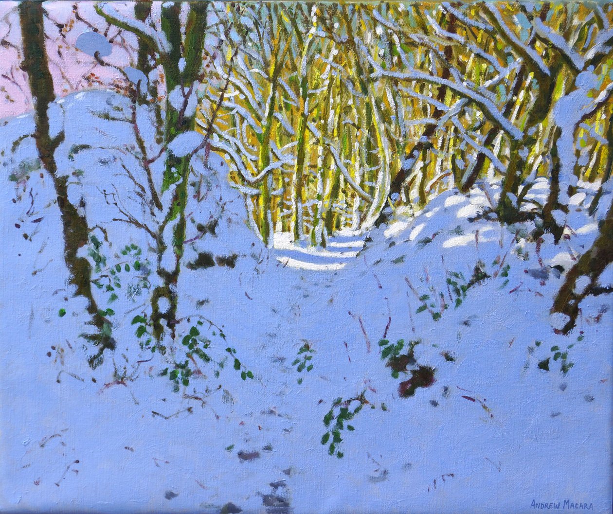 Sentiero nel bosco in inverno, Derbyshire da Andrew Macara