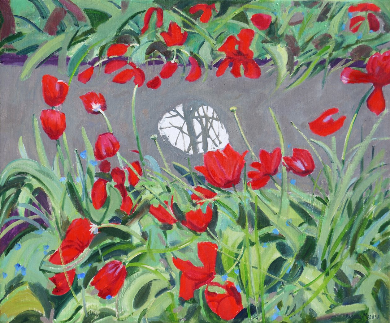 Tulipani e riflesso da Andrew Macara
