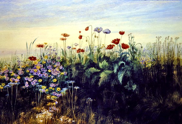 Fiori selvatici da Andrew Nicholl