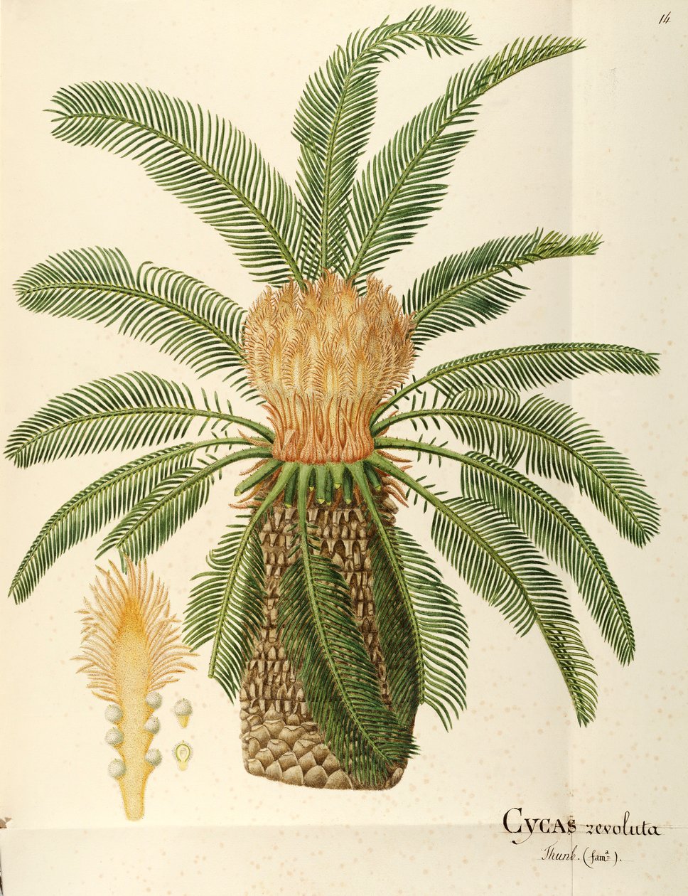 Palma di sago (Cycas revoluta Thunb), Cycadaceae di Angela Rossi Bottione da Angela Rossi Bottione