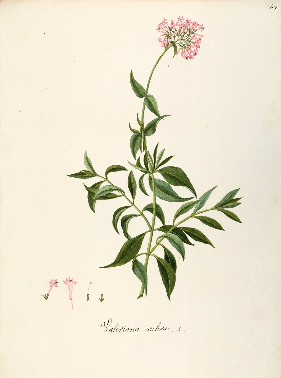 Valerianaceae, Valeriana rossa (Centranthus ruber), pianta erbacea perenne per aiuole o giardini rocciosi, spontanea in Italia, di Angela Rossi Bottione e collaboratori, acquerello da Angela Rossi Bottione