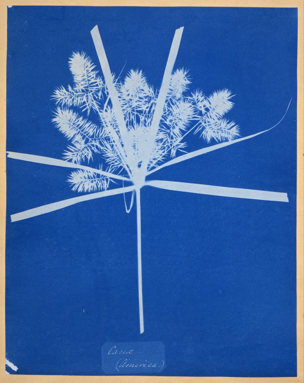 Carix (America) da Anna Atkins