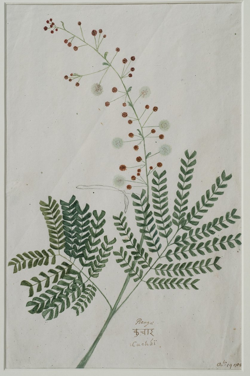 Acacia leucophloea da Anna Maria Jones