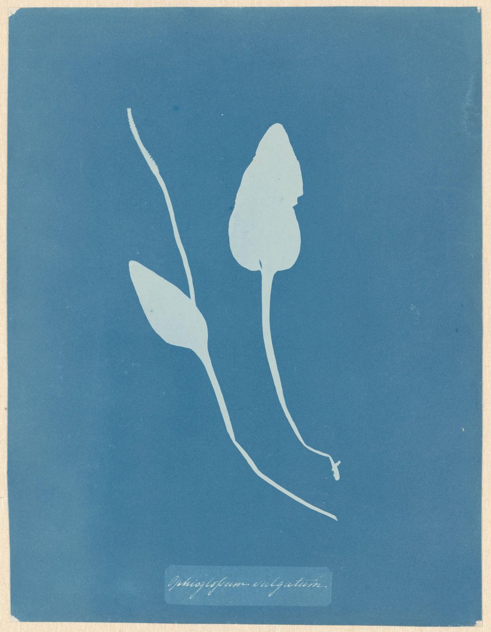 Addertong da Anna Atkins
