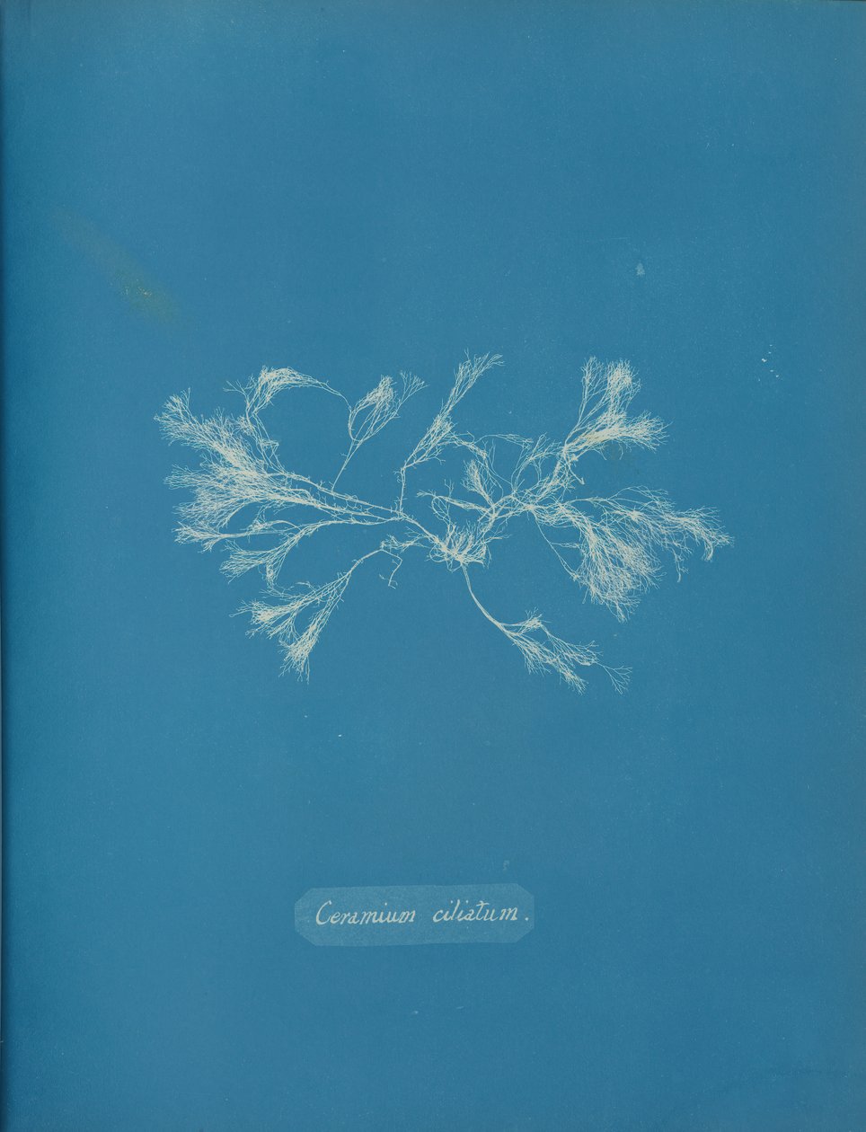 Ceramium ciliatum da Anna Atkins