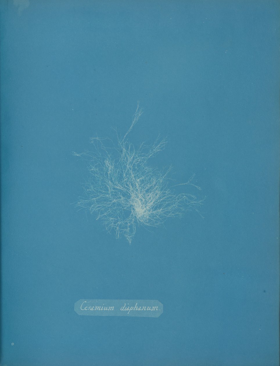 Ceramium diaphanum, ca. 1853 da Anna Atkins