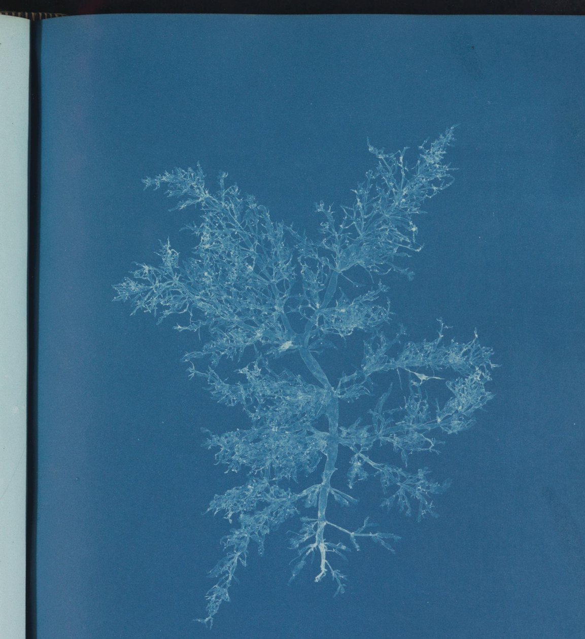 Chylocladia kaliformis da Anna Atkins
