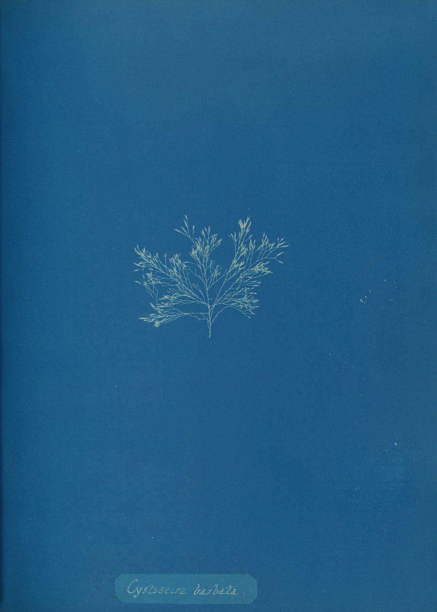 Cystoseira barbata da Anna Atkins
