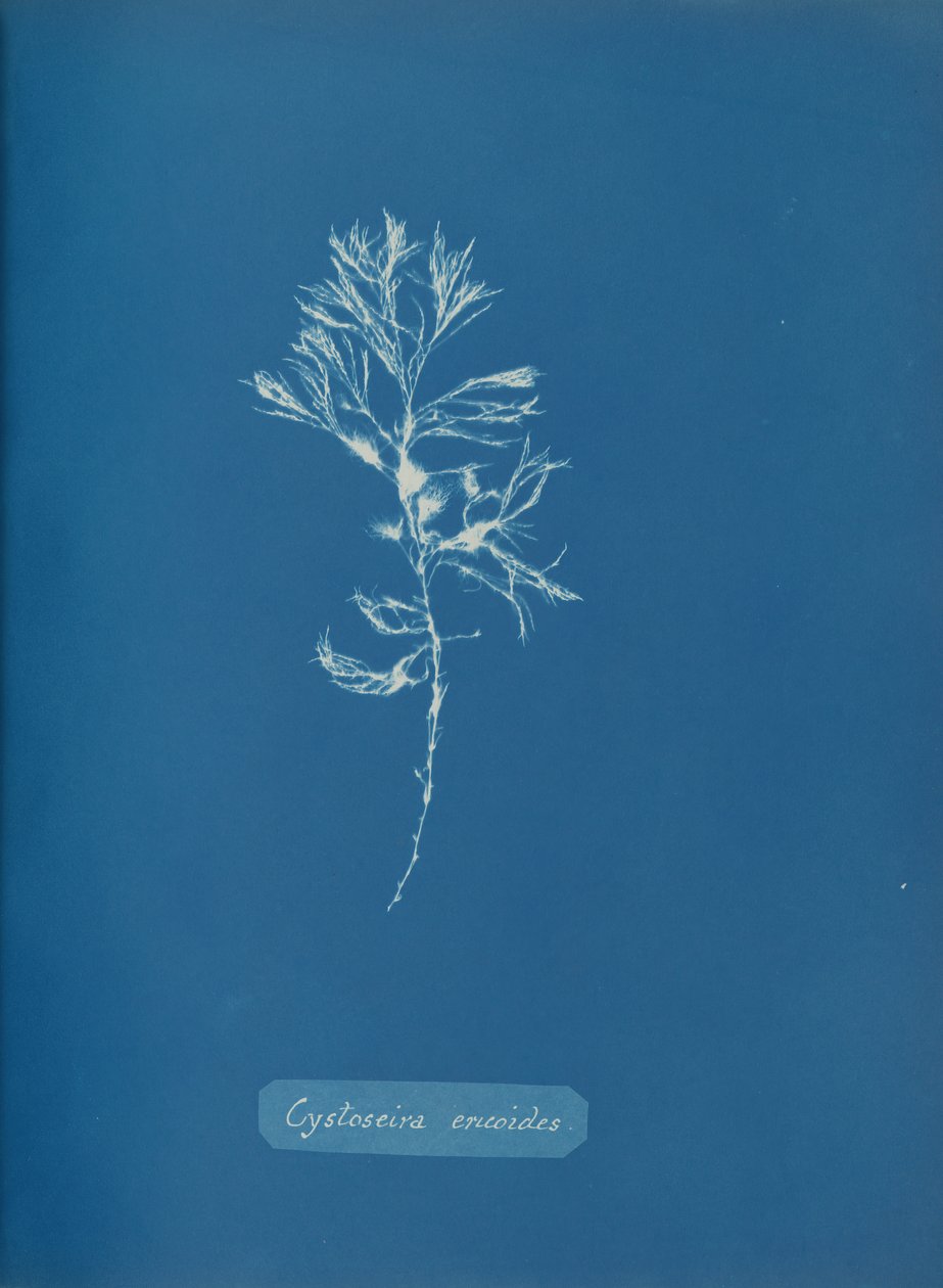 Cystoseira ericoides, ca. 1853 da Anna Atkins