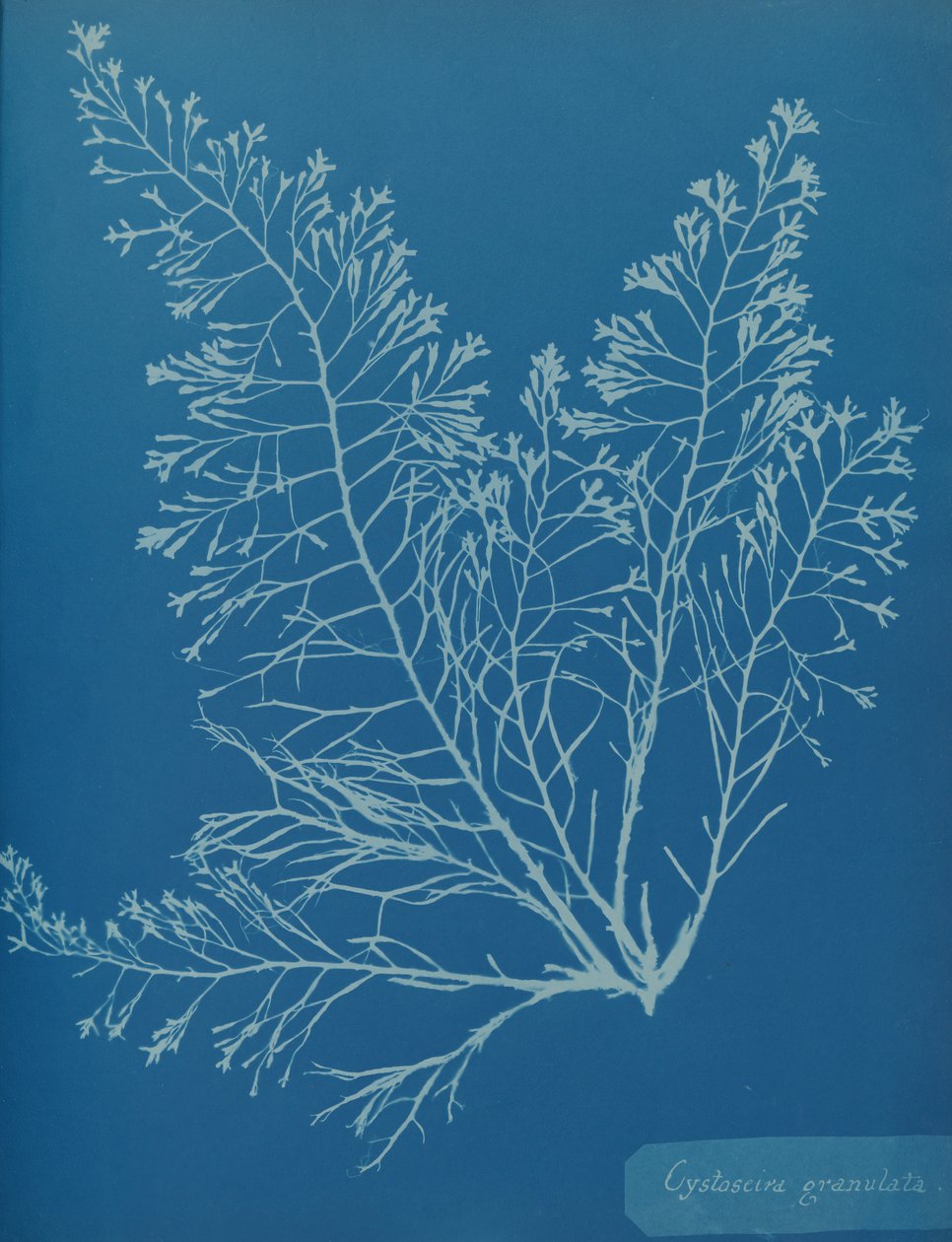 Cystoseira granulata da Anna Atkins