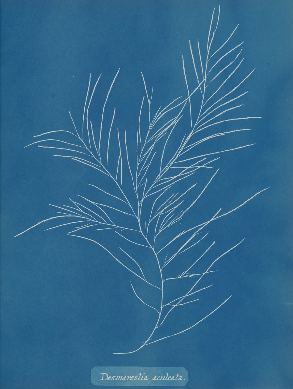 Desmarestia aculeata, ca. 1853 da Anna Atkins