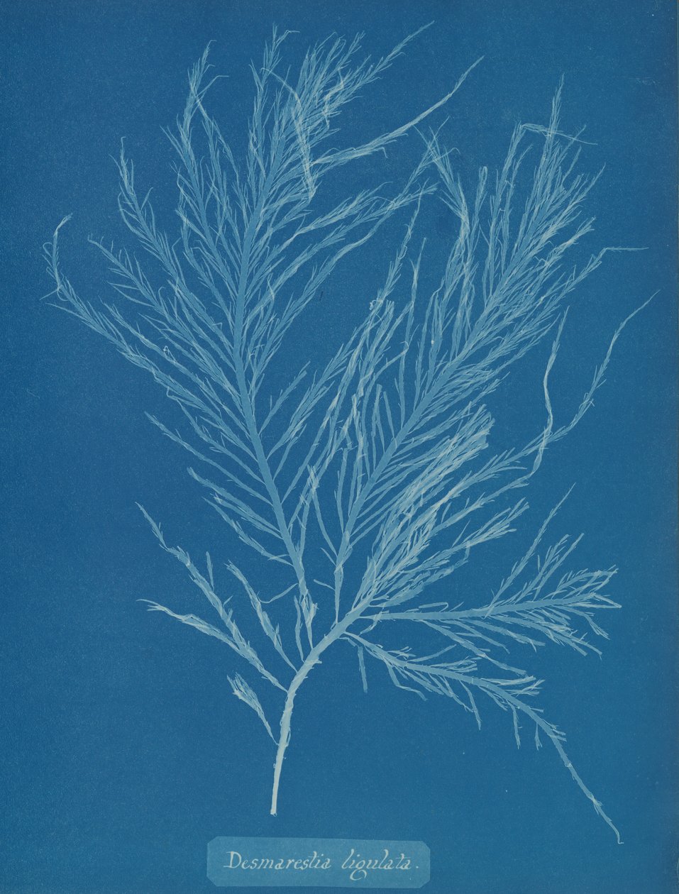 Desmarestia liqulata da Anna Atkins