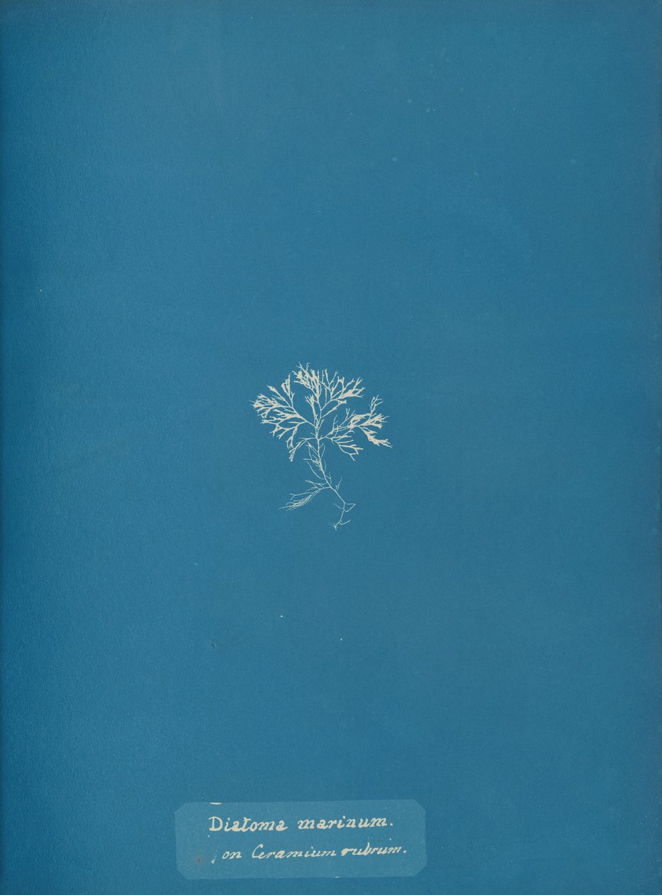 Diatoma marinum su Ceramium rubrum, ca. 1853 da Anna Atkins