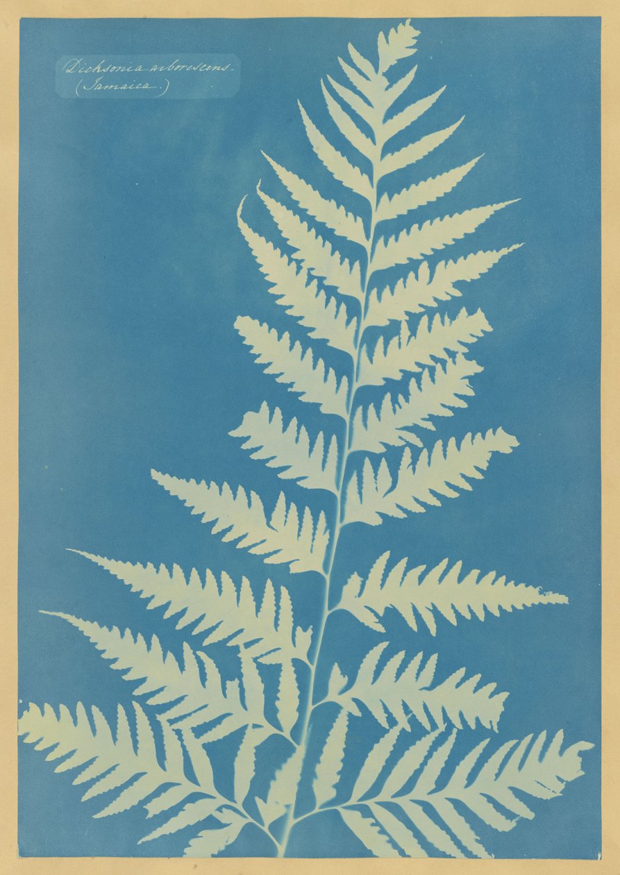 Dicksonia arborescens, Giamaica da Anna Atkins