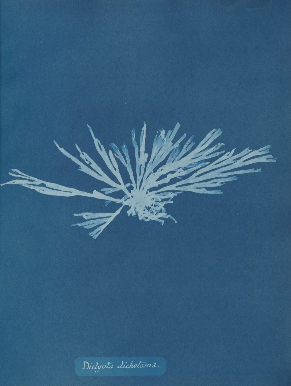 Dictyota dichotoma da Anna Atkins