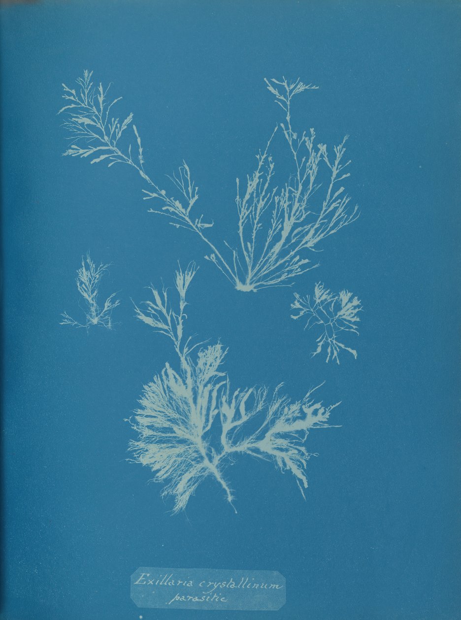 Exillaria crystallinum parassita da Anna Atkins