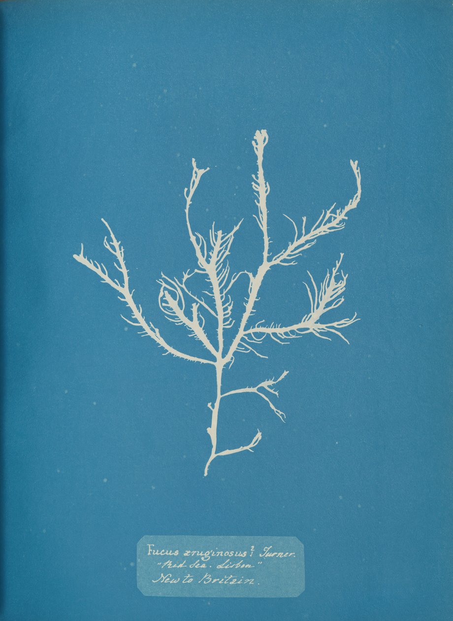 Fucus æruginosus Turner. Med. Sea Sisbon New to Britain., ca. 1853 da Anna Atkins