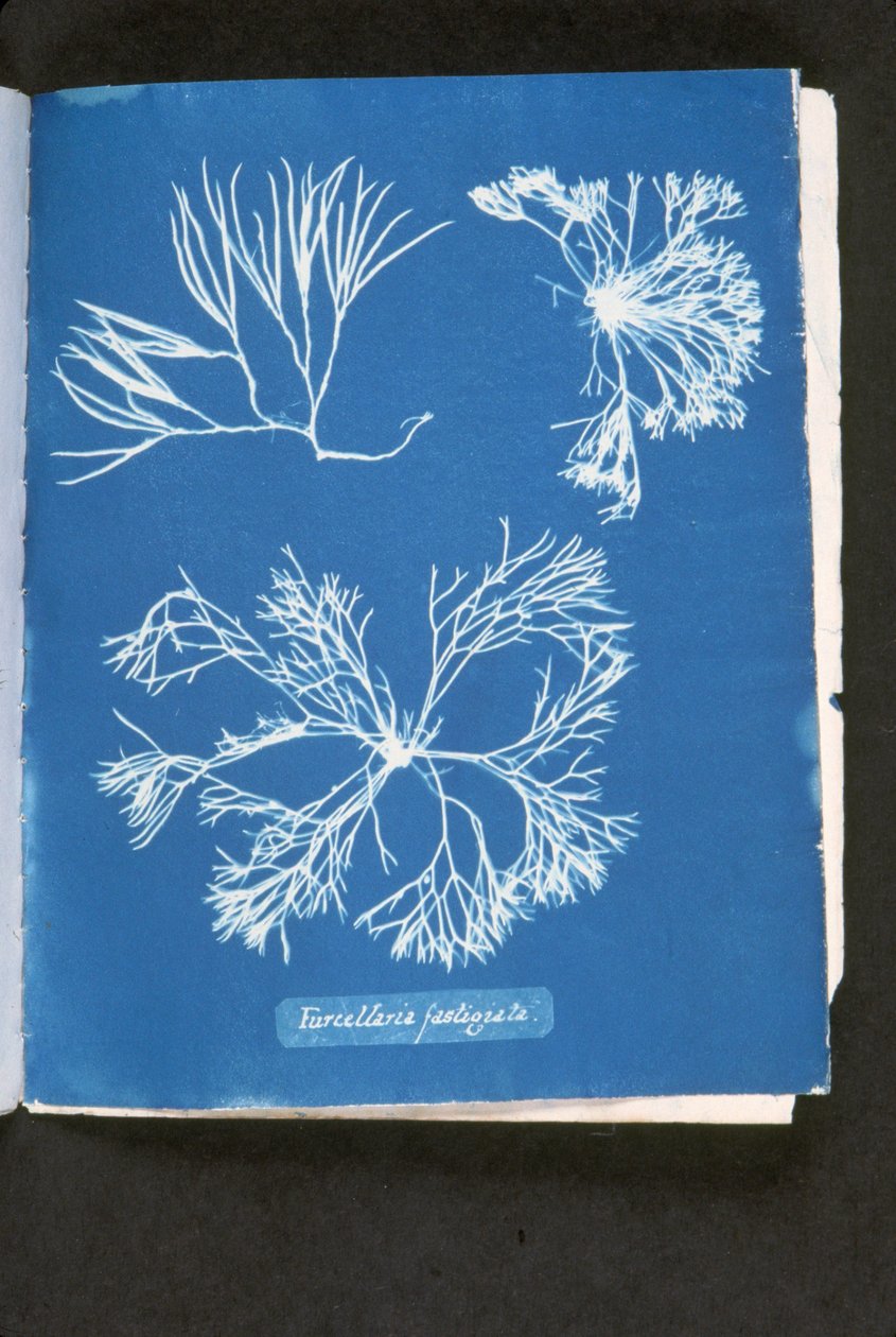 Furcelleria fastigiata, da 