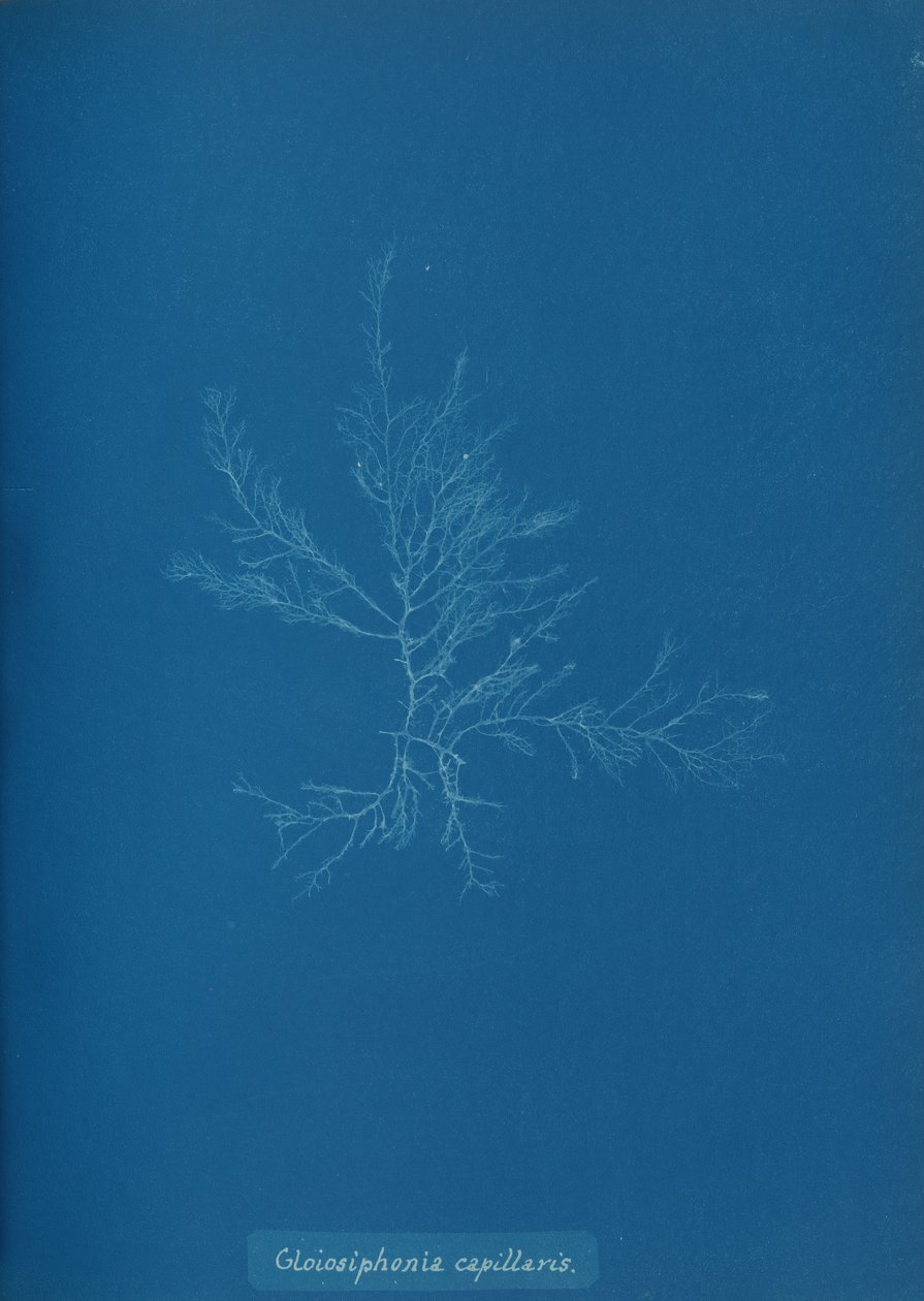 Gloisiphonia capillaris da Anna Atkins