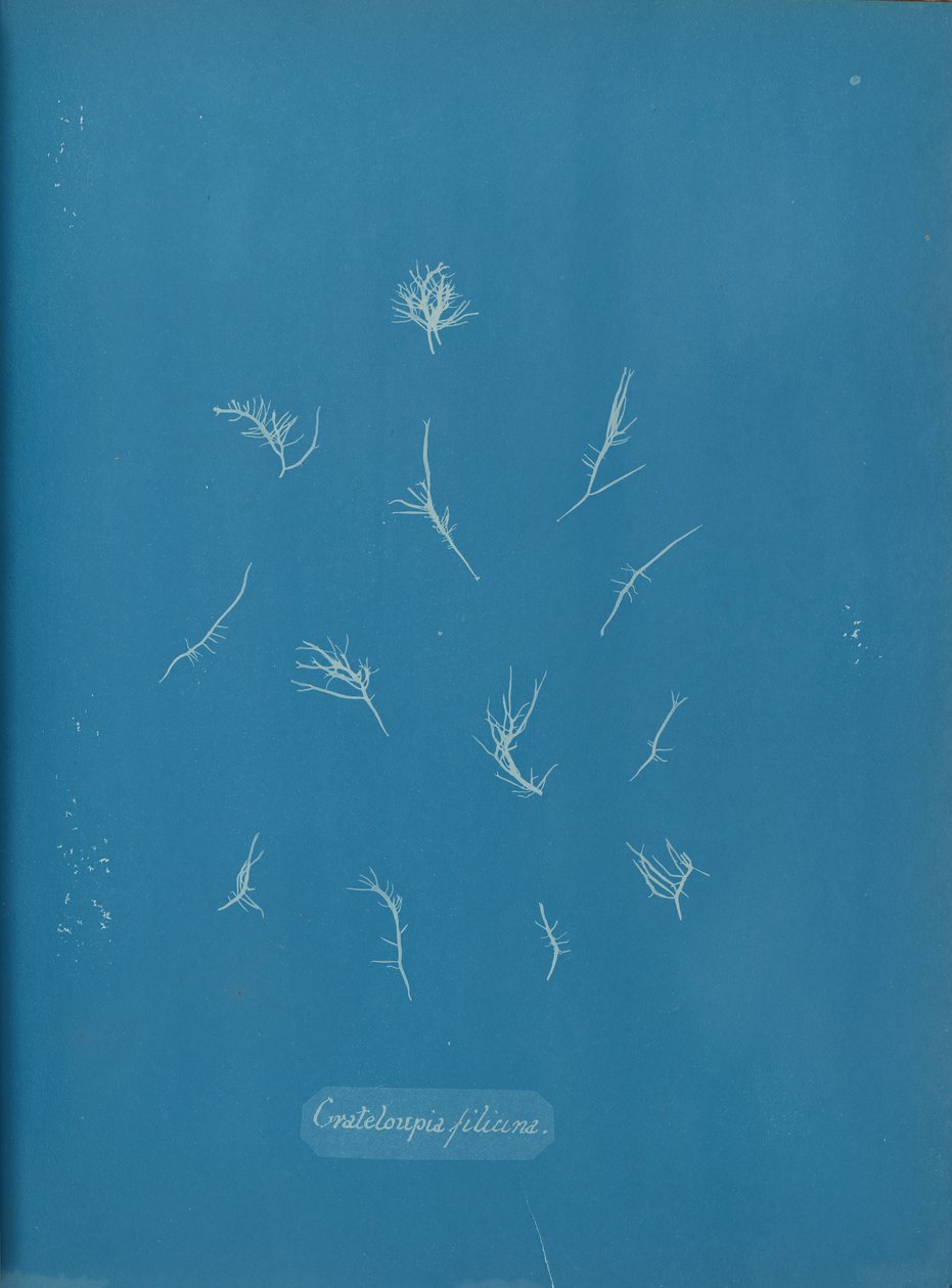 Grateloupia filicina, ca. 1853 da Anna Atkins