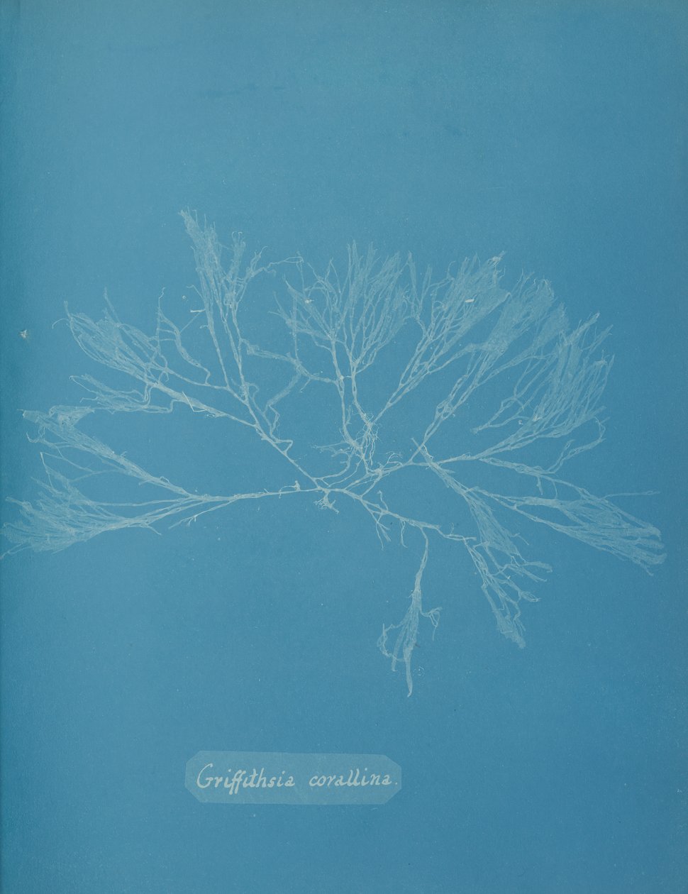 Griffithsia corallina, ca. 1853 da Anna Atkins