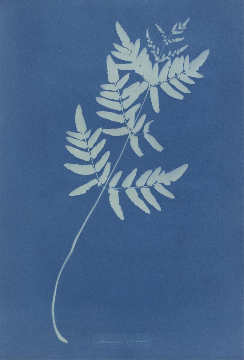 Osmunda Rigalis (Australia) da Anna Atkins