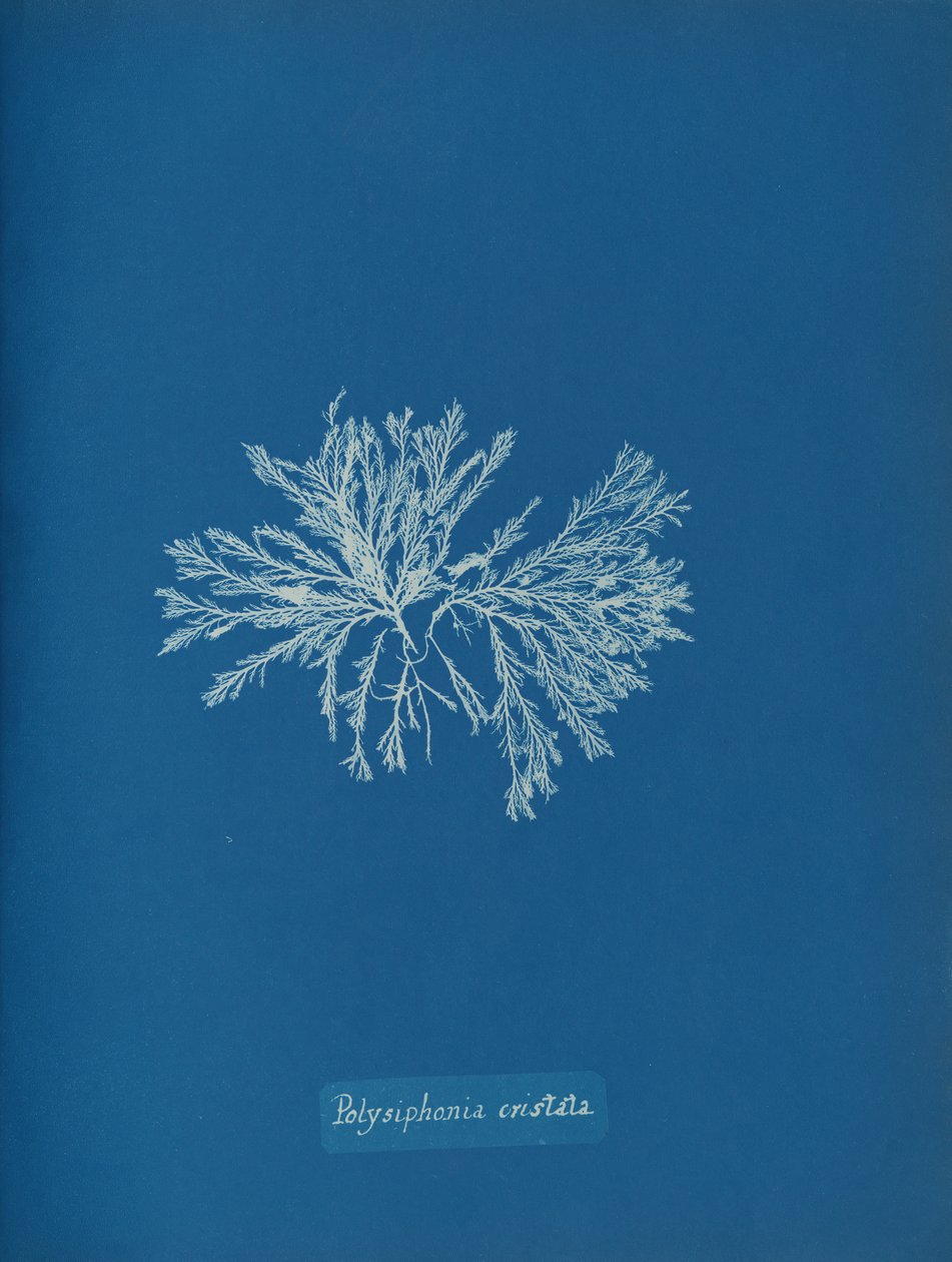 Polysiphonia cristata da Anna Atkins