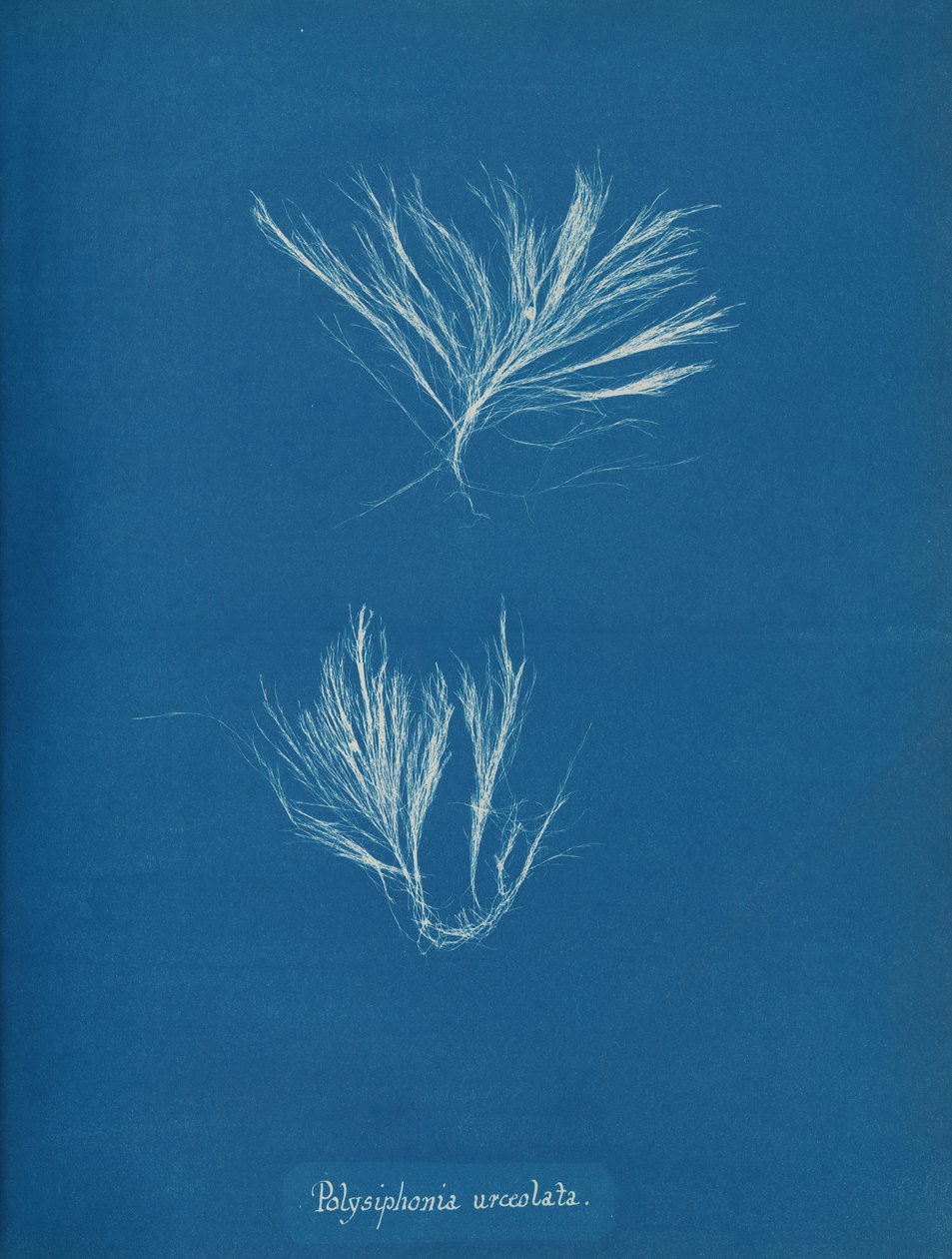 Polysiphonia urceolata, ca. 1853 da Anna Atkins