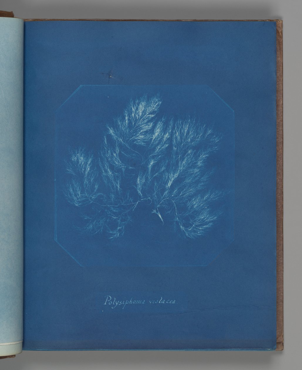 Polysiphonia violacea da Anna Atkins