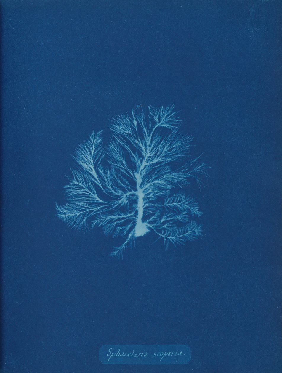 Sphacelaria scoparia, ca. 1853 da Anna Atkins