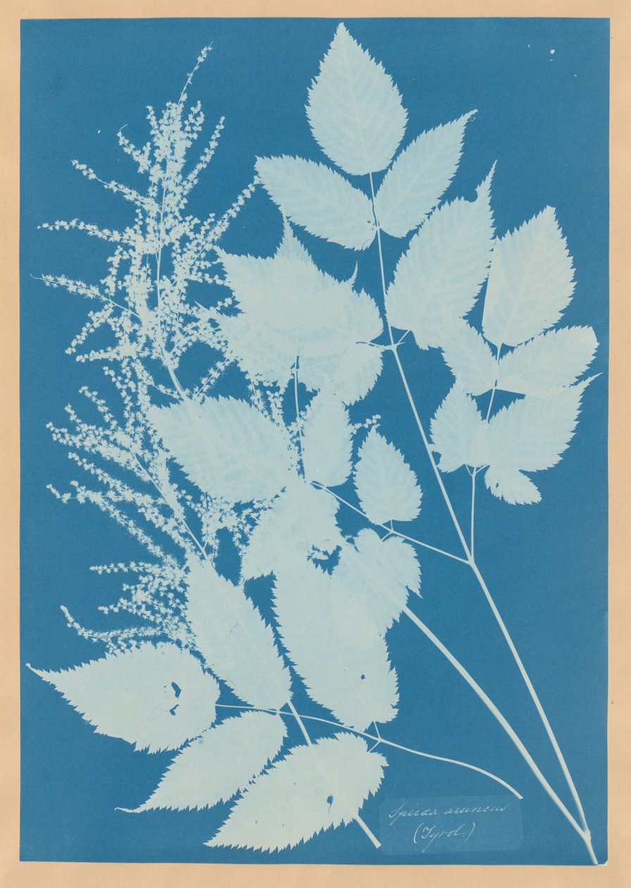 Spiraea aruncus (Tirolo) da Anna Atkins