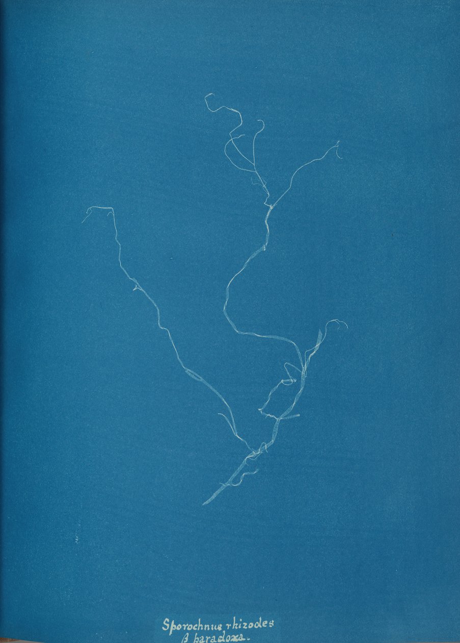 Sporochnius rhizodes ß paracloxa, ca. 1853 da Anna Atkins