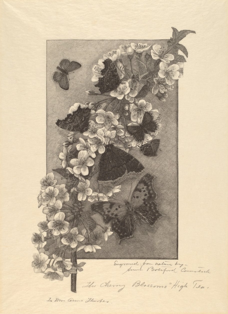 I Fiori di Ciliegio - Tè delle Cinque da Anna Botsford Comstock