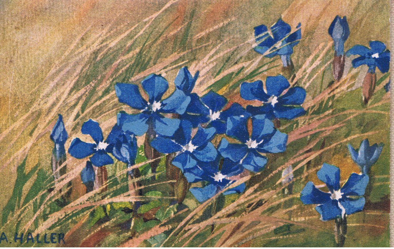 Valeriana blu, Cartolina, 1940s da Anna Haller