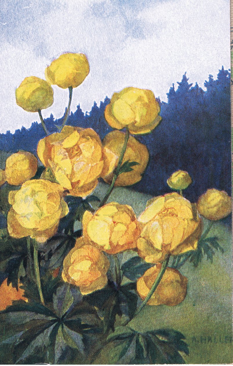 Fiore giallo, Cartolina, 1940s da Anna Haller
