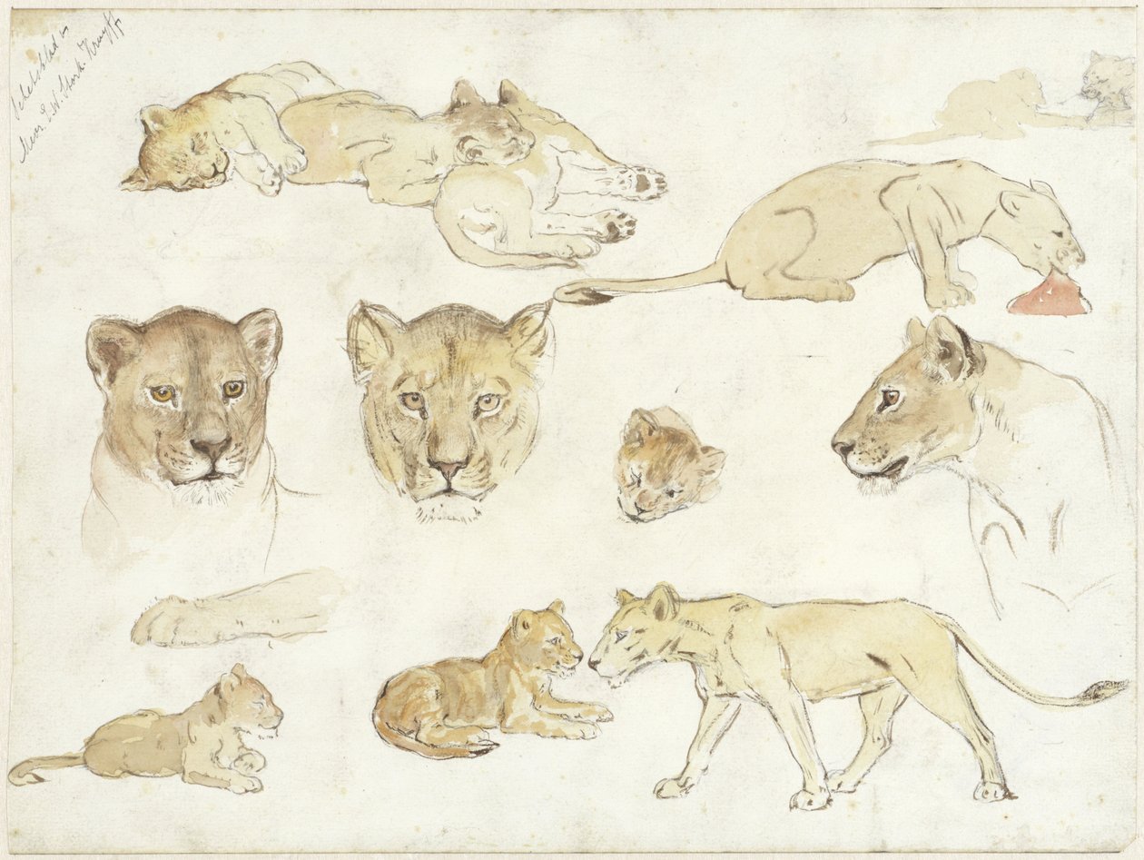 Studi di leoni da Anna Maria Kruijff