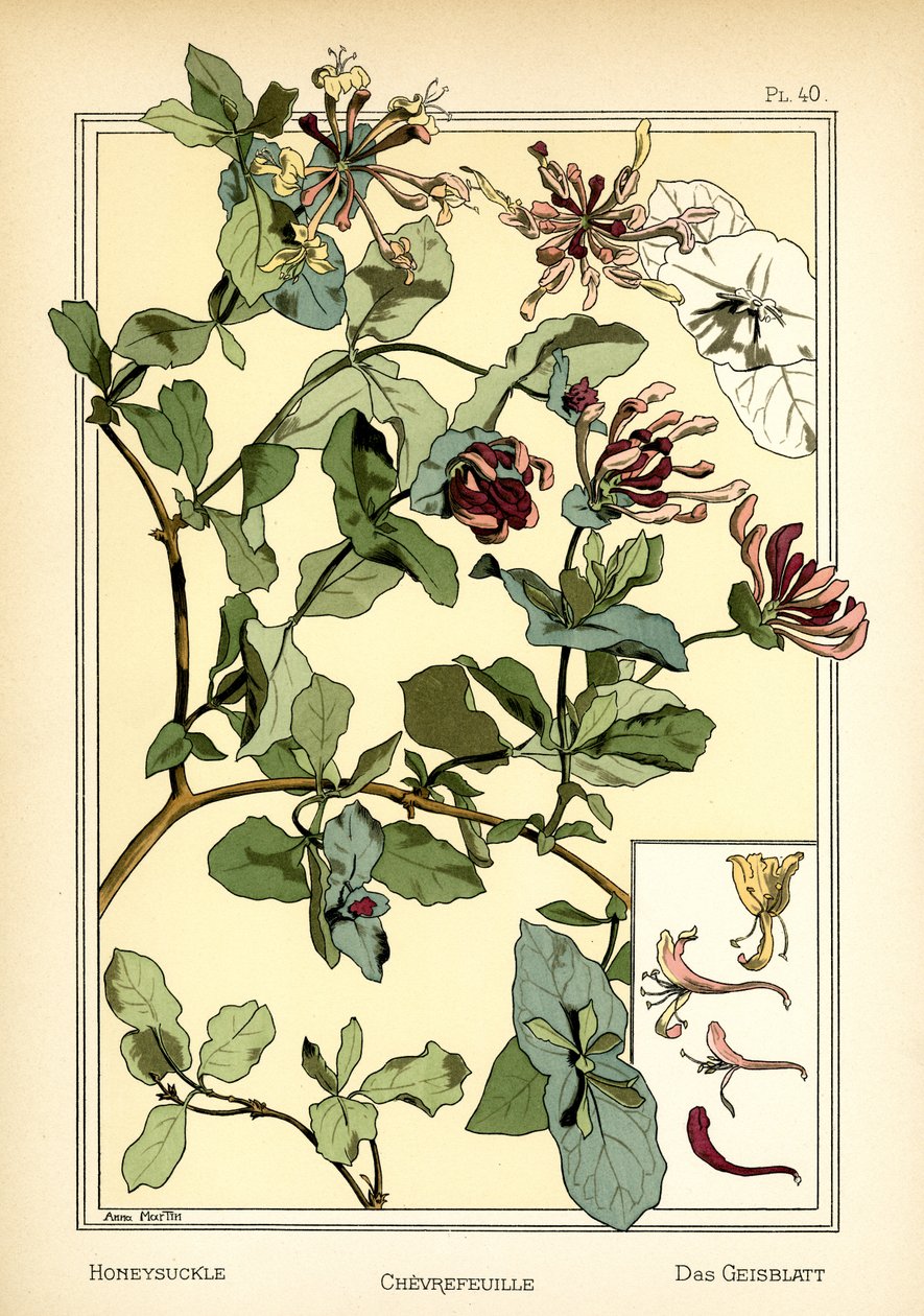 Il caprifoglio da Anna Martin